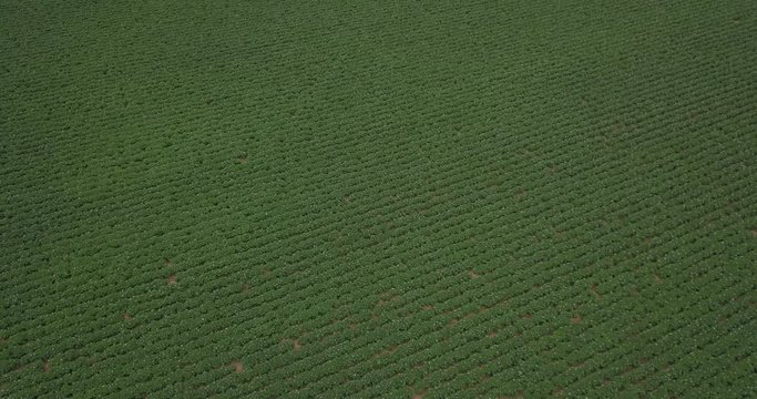 Agricultural crops potatoes from above - birds eye view