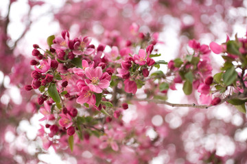blossoms