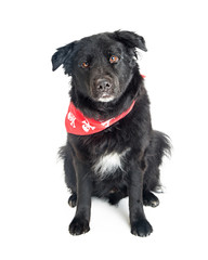 Mixed Large Breed Black Dog With Red Bandana