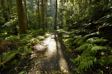 逗子市森戸川源流の森