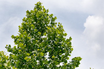 Maple and The Storm Comin