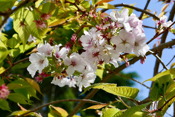 Spring flowers in bloom