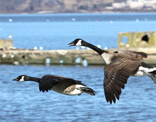 Landing Geese
