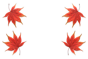 Japanese red maple leaf isolated