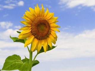 Obraz premium Sunflower close up