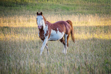 Fototapeta na wymiar Paint horse on a farm in Montana.