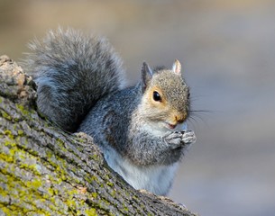 Hungry Squirrel