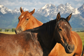 Naklejka premium Beauty