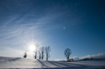 冬の太陽と青空と冬木立