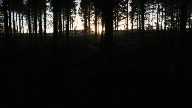 Stabilized tracking shot of sunlight at sunset or sunrise flaring through the trees in a dark forest