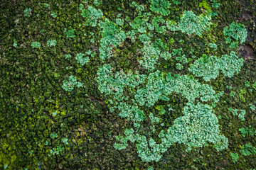 Fototapeta premium Green Tree Moss