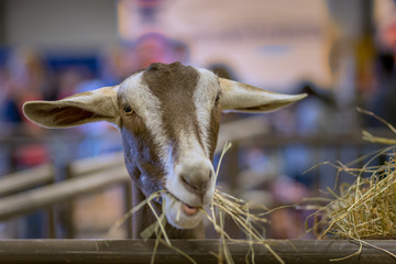 stare down with a goat