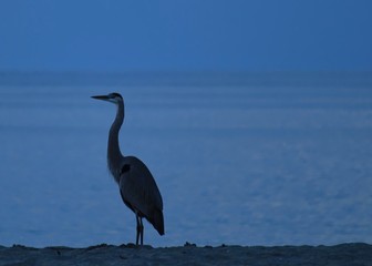 Blue heron keeping watch on a blue morning in Turtle Beach in Florida Keys