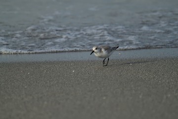 Small sandpiper combs the sand for bugs as tide waves in on Florida Keys beach