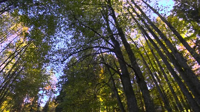 Wald