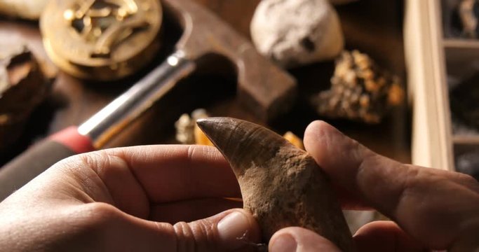 Dinosaur fossil from dig Paleontologist holding tooth from prehistoric time