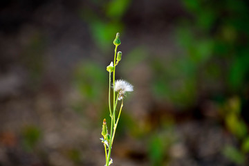Even weeds can be beautiful