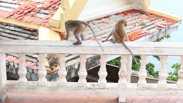 Aggressive angry monkey in buddhist temple. Hua Hin, Thailand