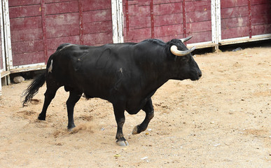 bull