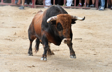 bull