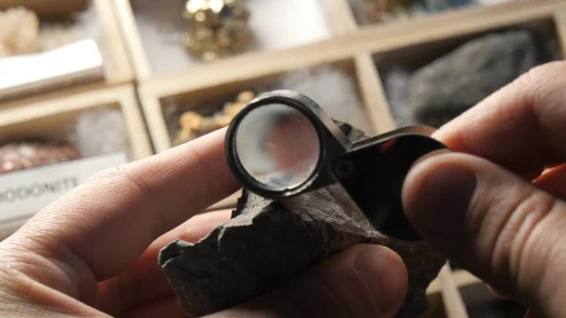 Glossopteris tree root Paleontologist studying fossil from prehistoric time