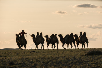 Silhouette of camel rider going wih other camels tied with rope in backlight
