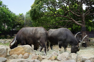 アジア水牛　アジアスイギュウ　水牛　動物　ツノ　角