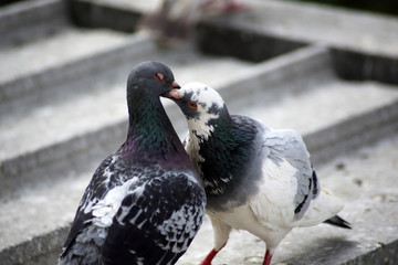 kissing pigeon
