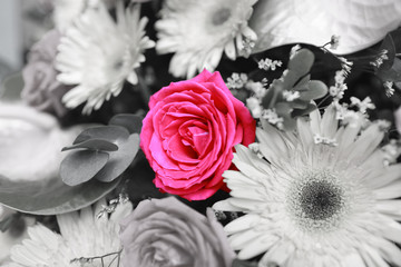 rose isolated flower