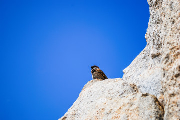 Bird Pied Wheatear standing on top of the rock in Blue sky background