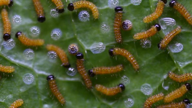 Caterpillar of Leopard lacewing (Cethosia cyane euanthes) butterfly emerging from eggs and eating their eggs