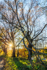 Beautiful old oak tree on the river bank