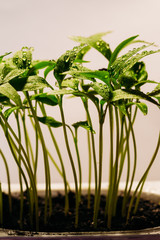Fototapeta na wymiar Pepper seedlings in dew