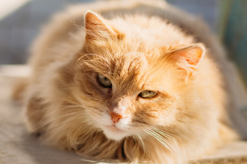 Fototapeta na wymiar Domestic cat muzzle closeup