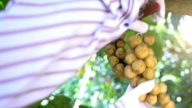 Farmers are collecting langsat by cutting branches.