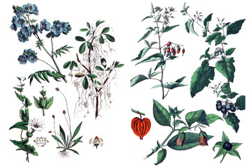 Illustrations of plants.
