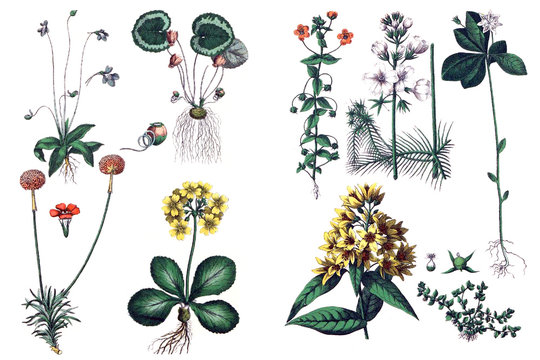 Illustrations of plants.