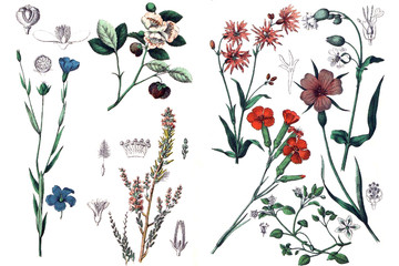 Illustrations of plants.