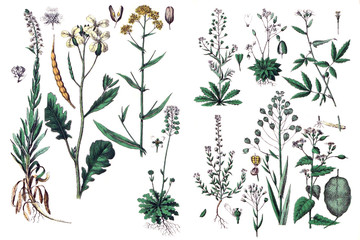 Illustrations of plants.