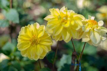 Flowers bloom in winter