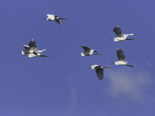 Fototapeta premium Flock of Little Egrets in Flight