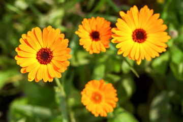 Marigold flowers