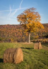 Foliage and hay bales