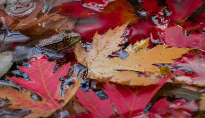 Frog in the leaves