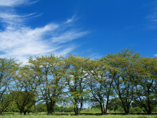 緑の桜並木