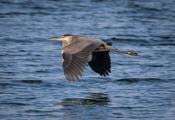 Heron flying low over water