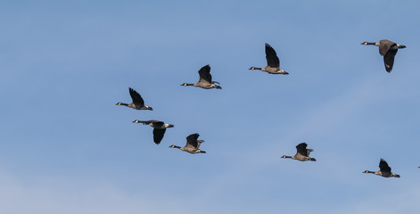 Geese flying pattern