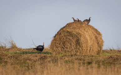 turkeys on a hay bale