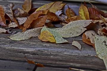 Colorful autumn leaves on the deck floor in fall