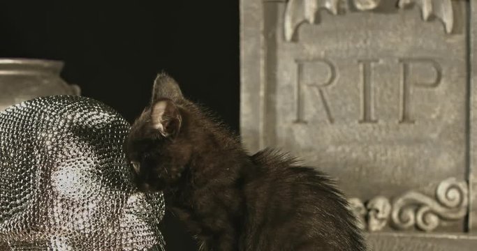 Black baby cat with green eyes on halloween background